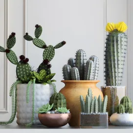 Cacti